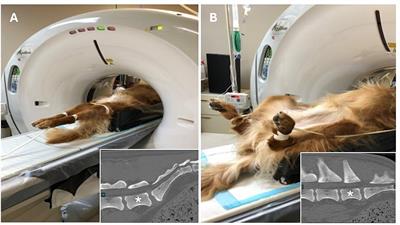 Preliminary evaluation of a novel method for computed tomography quantification of lumbosacral articular process displacement in dogs with and without degenerative lumbosacral stenosis